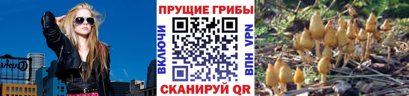 Псилоцибиновые грибы Psilocybine cubensis  Киренск 